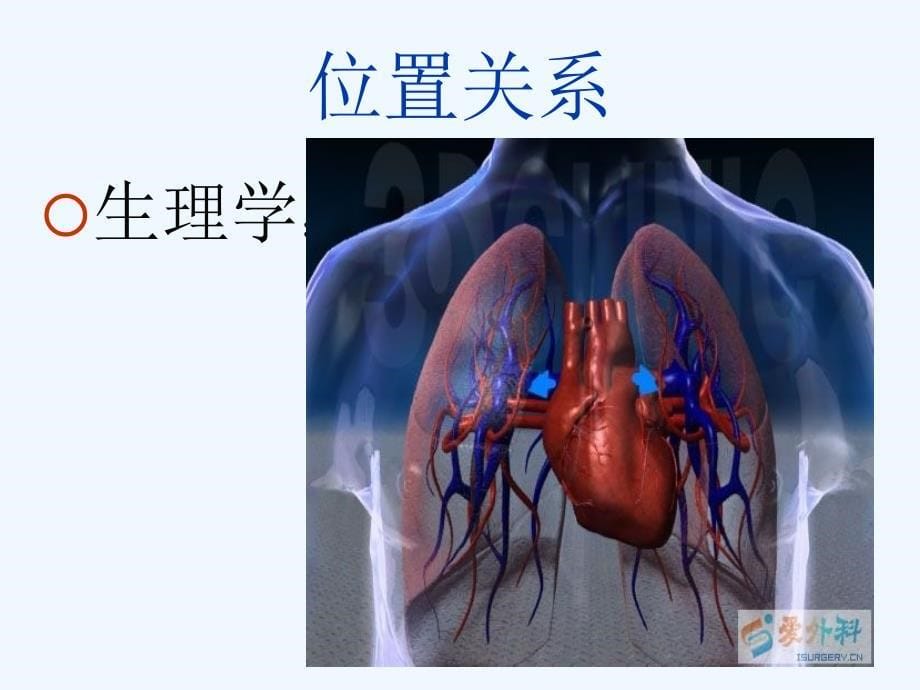 心与肺的关系_第5页