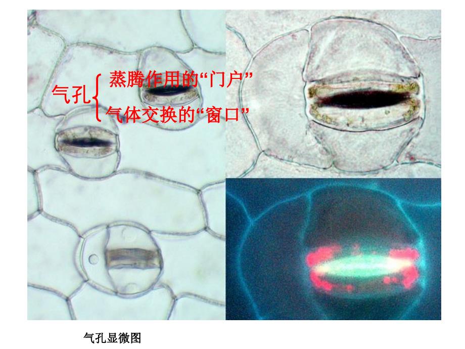 植物的三大生理功能_第4页