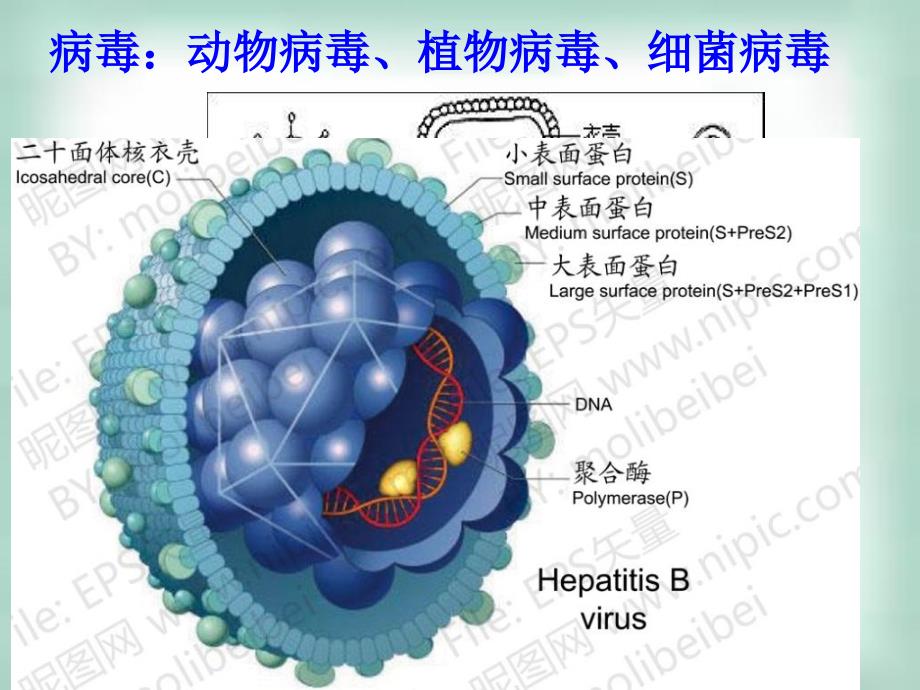 高考生物查漏补缺复习精品课件：21微生物的实验室培养1人教版选修1_第3页