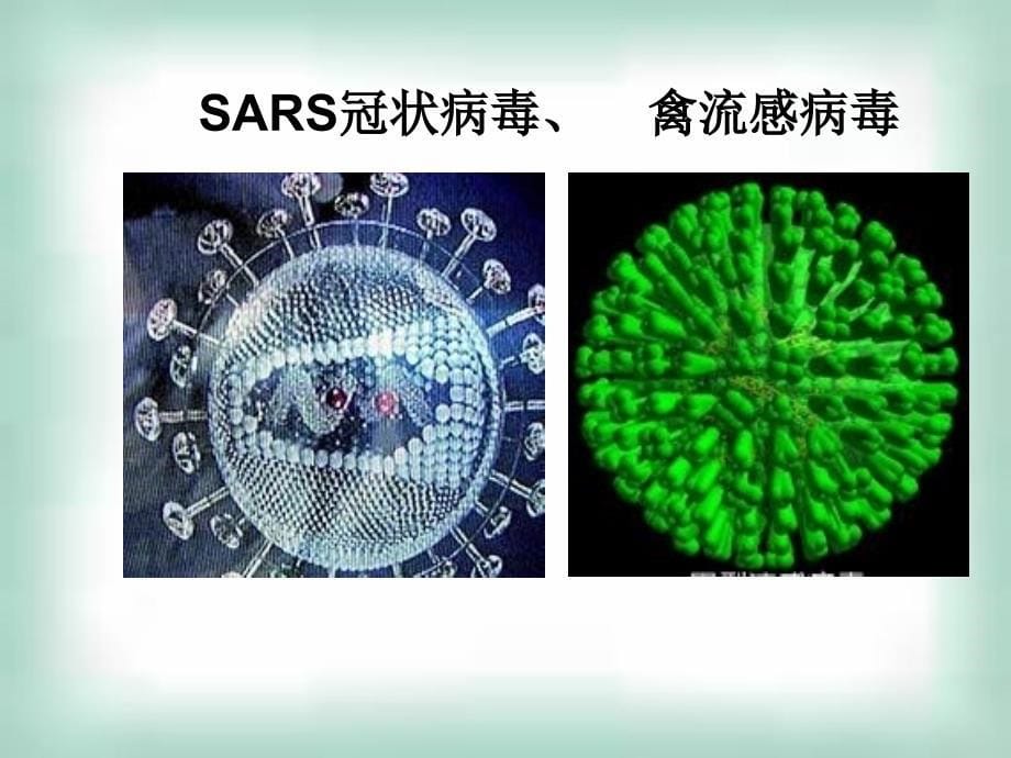 高考生物查漏补缺复习精品课件：21微生物的实验室培养1人教版选修1_第5页