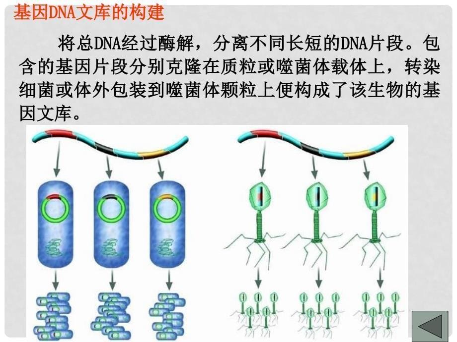 高二生物选修3 基因工程 的原理和技术浙科版 课件_第5页