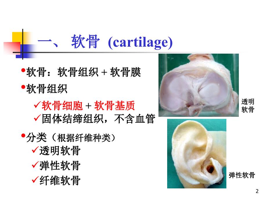 推荐精选组织学软骨和骨_第2页