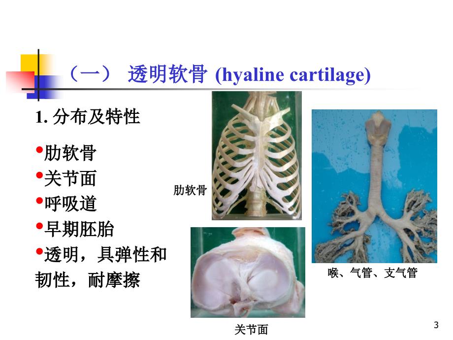 推荐精选组织学软骨和骨_第3页