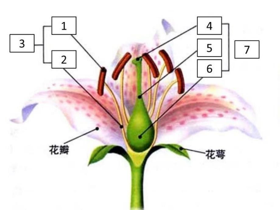 精品人教版初中生物七年级上册开花和结果课件精品ppt课件_第5页