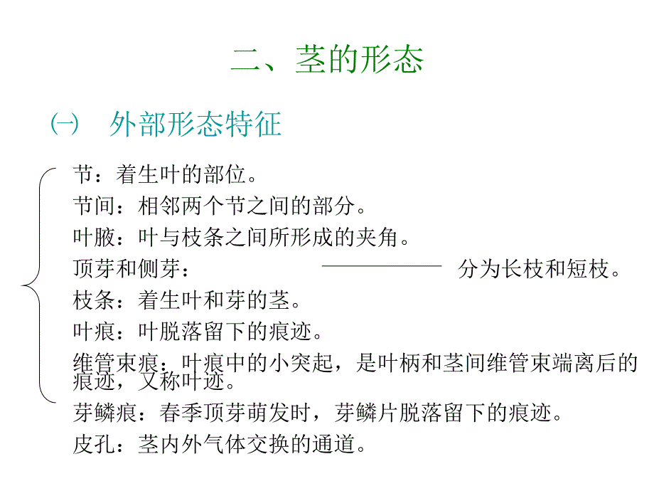 第二章植物的营养器官之茎_第3页