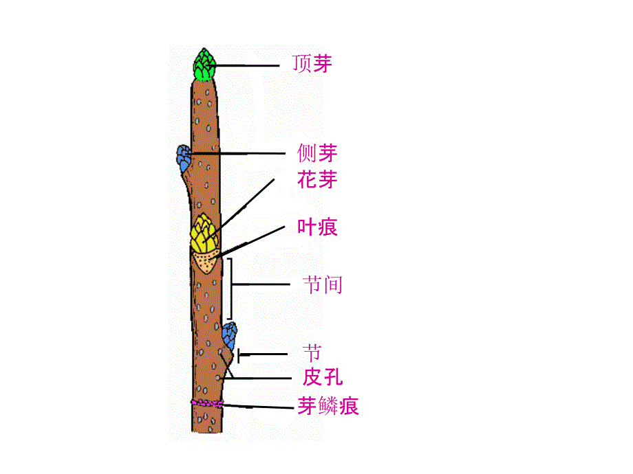 第二章植物的营养器官之茎_第4页