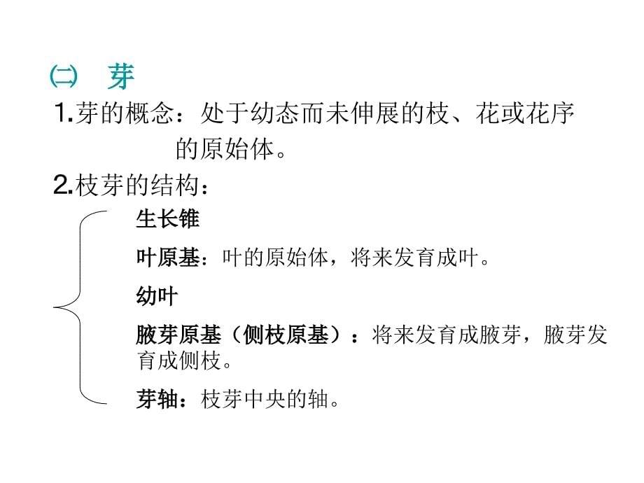 第二章植物的营养器官之茎_第5页