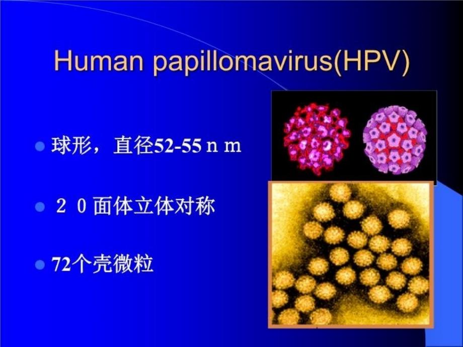 HPV病毒备课讲稿_第4页