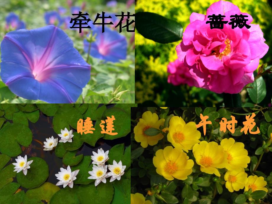 《花钟》课件2_第4页