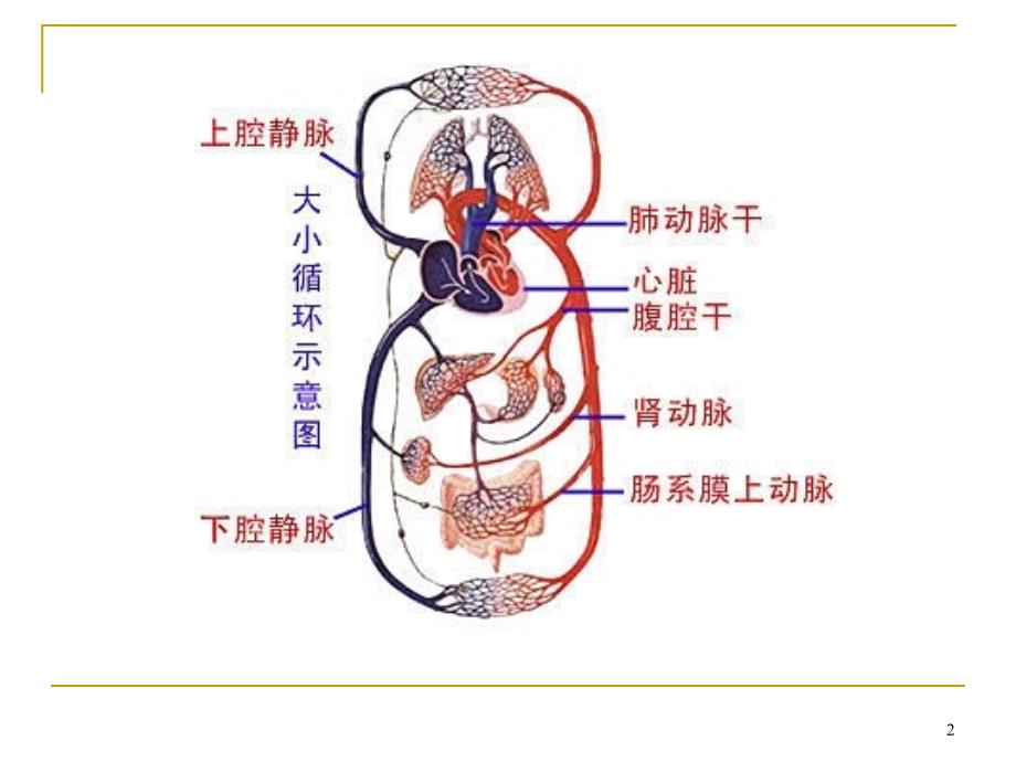 人体健康与疾病(血管)课件_第2页