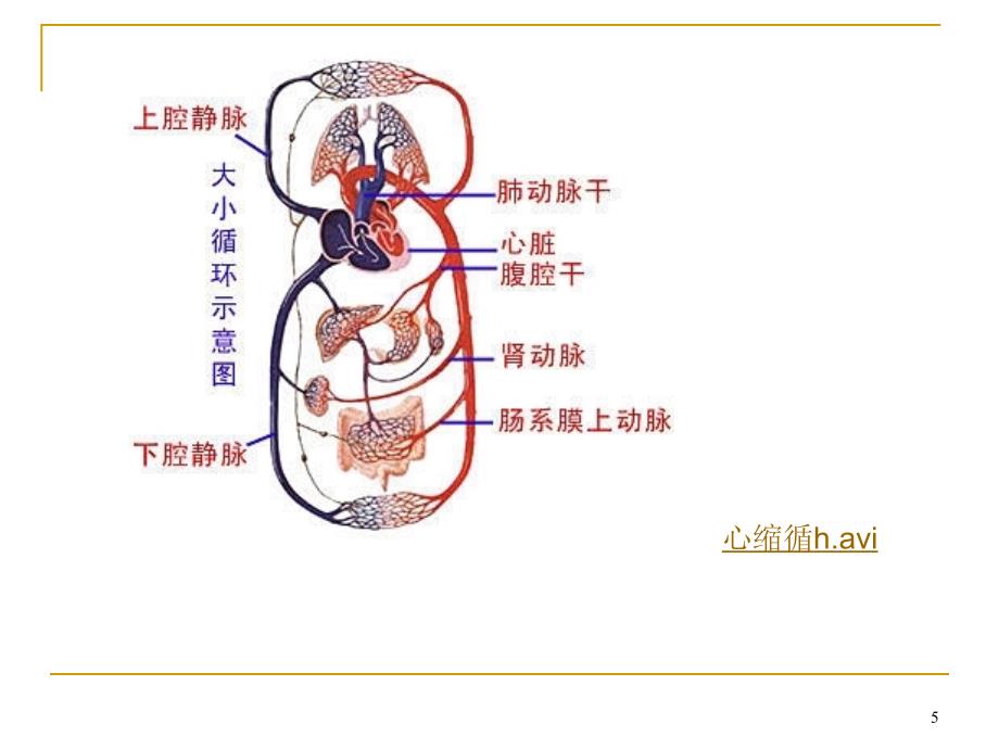 人体健康与疾病(血管)课件_第5页