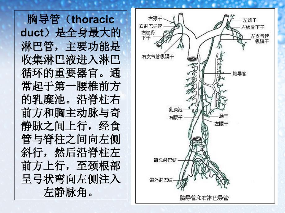 乳糜胸及乳糜腹的学习_第3页