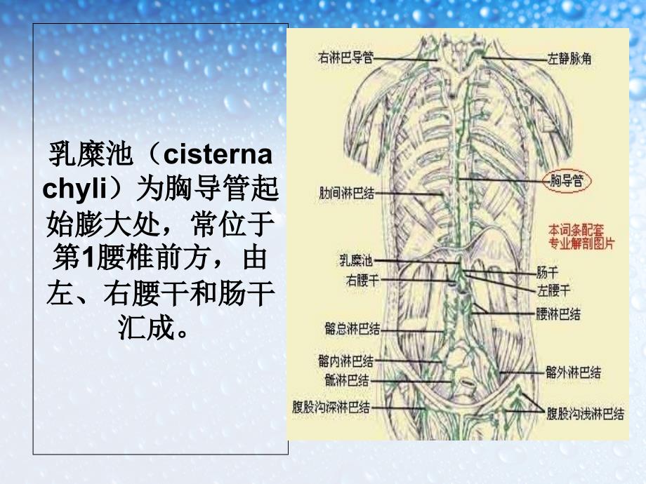 乳糜胸及乳糜腹的学习_第4页