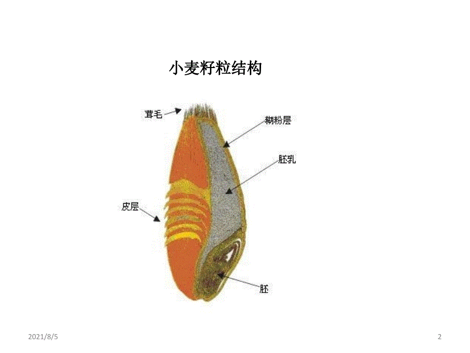 小麦不完善粒检验培训资料幻灯片_第2页