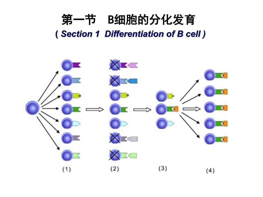 《B淋巴细胞dj》上课讲义_第5页