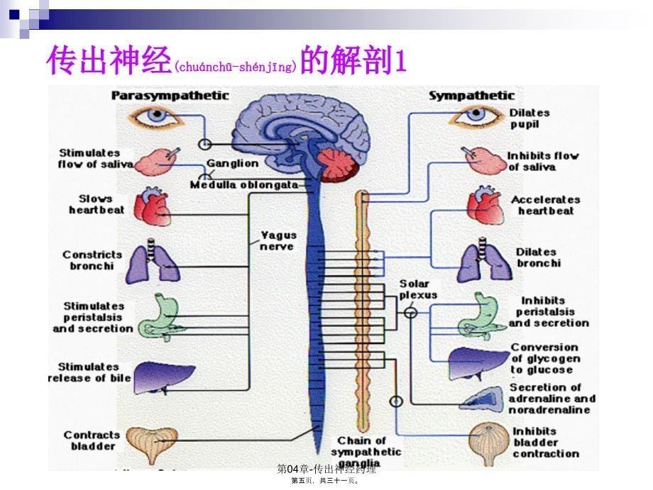 第04章传出神经药理课件_第5页