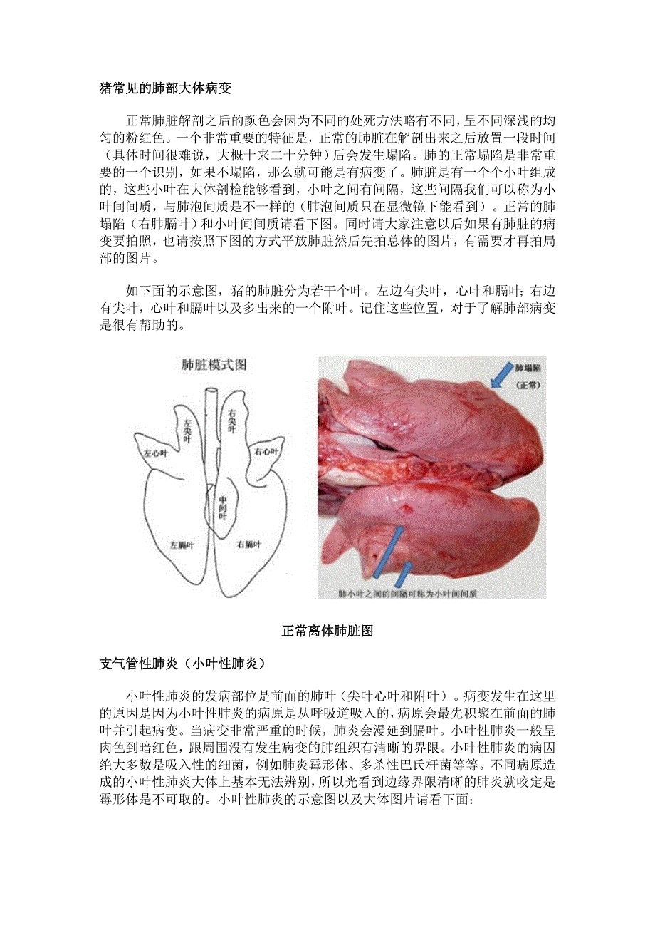 猪常见的肺部大体病变_第1页