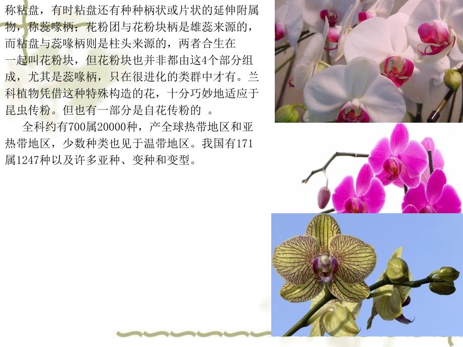 兰科植物赏析_第4页