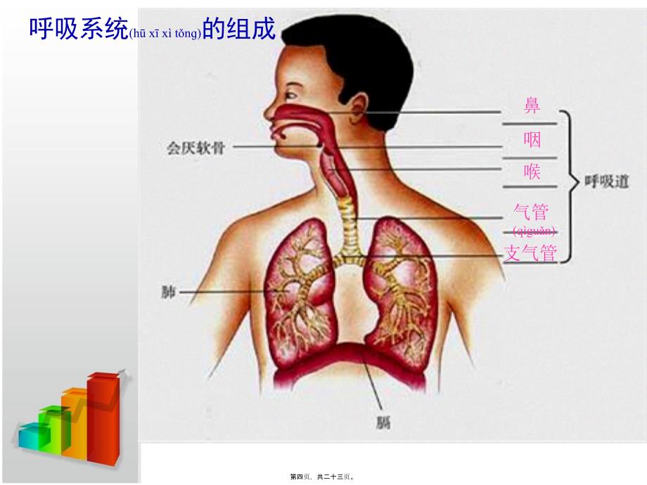 医学专题一4.3.1李善娥111呼吸道对空气的处理_第4页