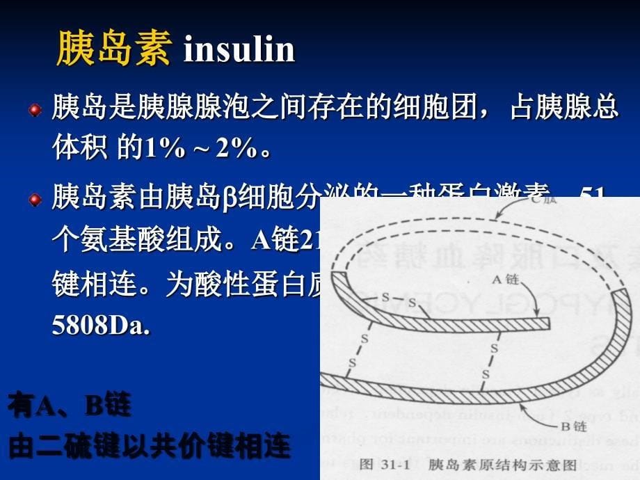 药理学PPT课件糖尿病用药胰岛素及口服降血糖药_第5页