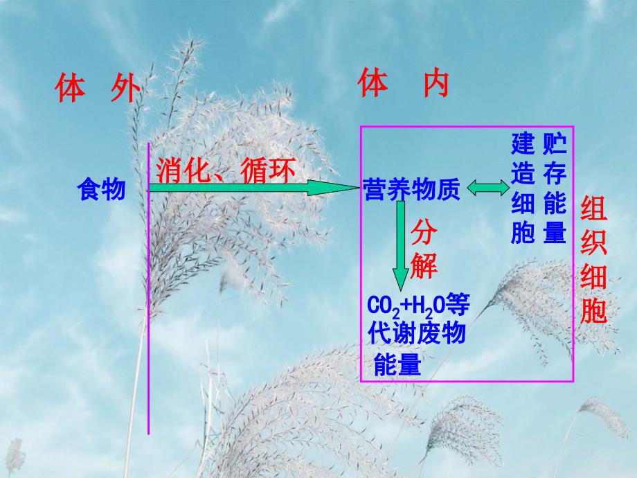 人体的新陈代谢PPT教学课件_第2页