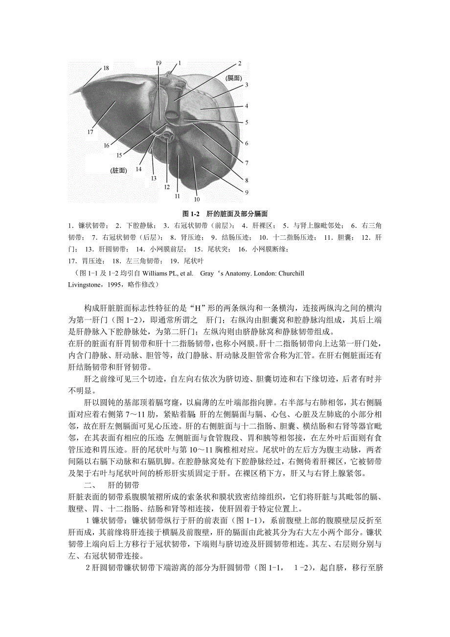 第1章肝脏的结构(赵慧娟)_第2页