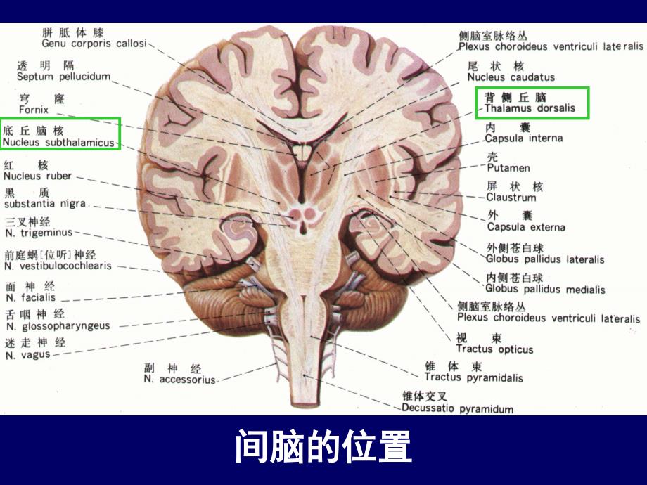 人体断层解剖学头部断层解剖2PPT课件_第3页