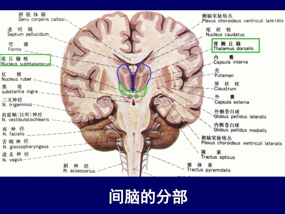 人体断层解剖学头部断层解剖2PPT课件_第4页