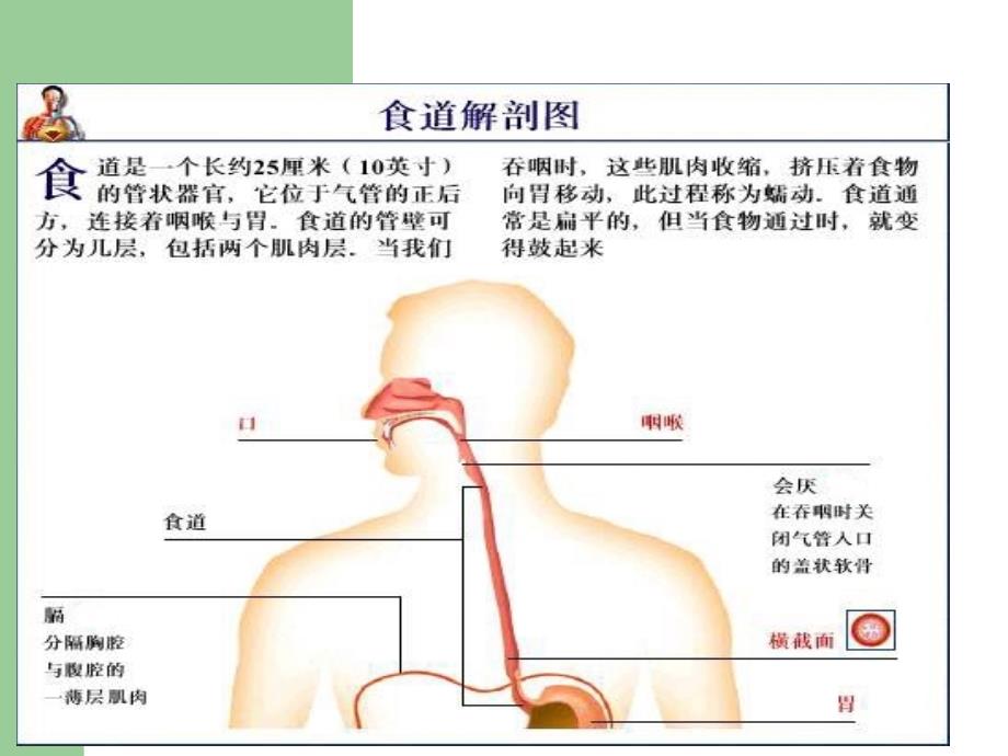 鼻饲并发症的预防及处理_第4页