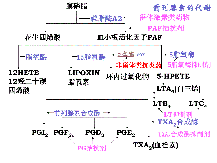 药理学第十八章_第3页