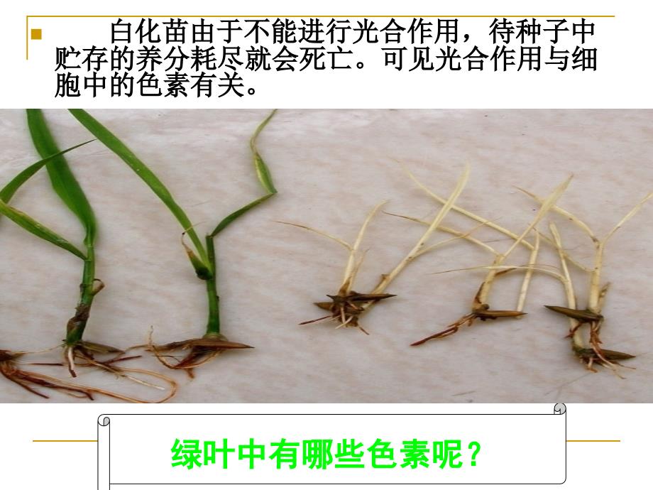 5.4能量之源光与光合作用优质课_第3页