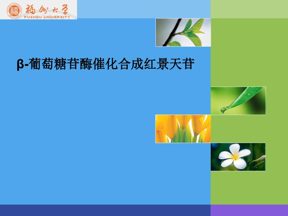 β葡萄糖苷酶催化合成红景天苷_第1页