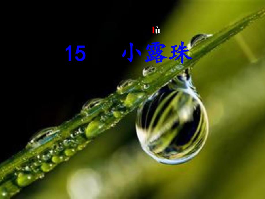 苏教版三年级上册语文《小露珠》公开课课件PPT_第1页