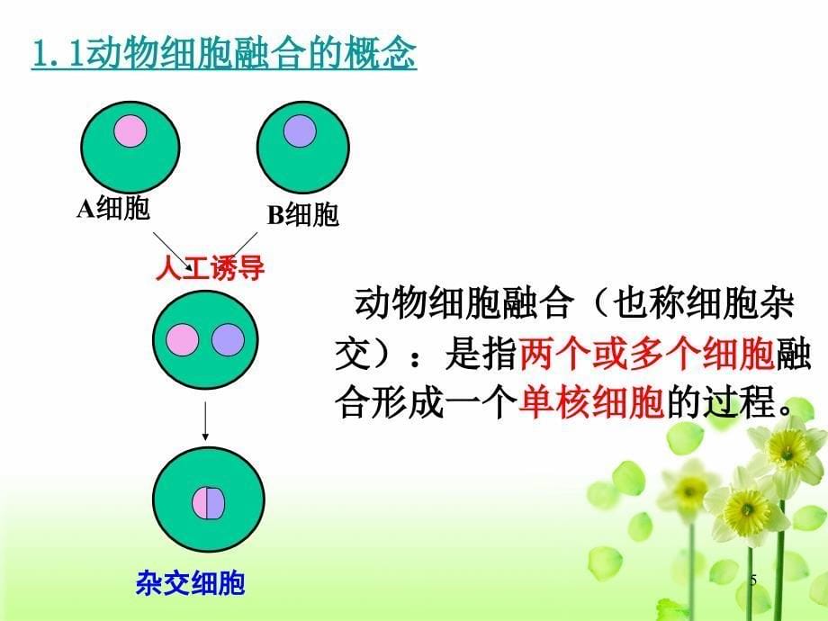 公开课动物细胞融合与单克隆抗体PPT_第5页