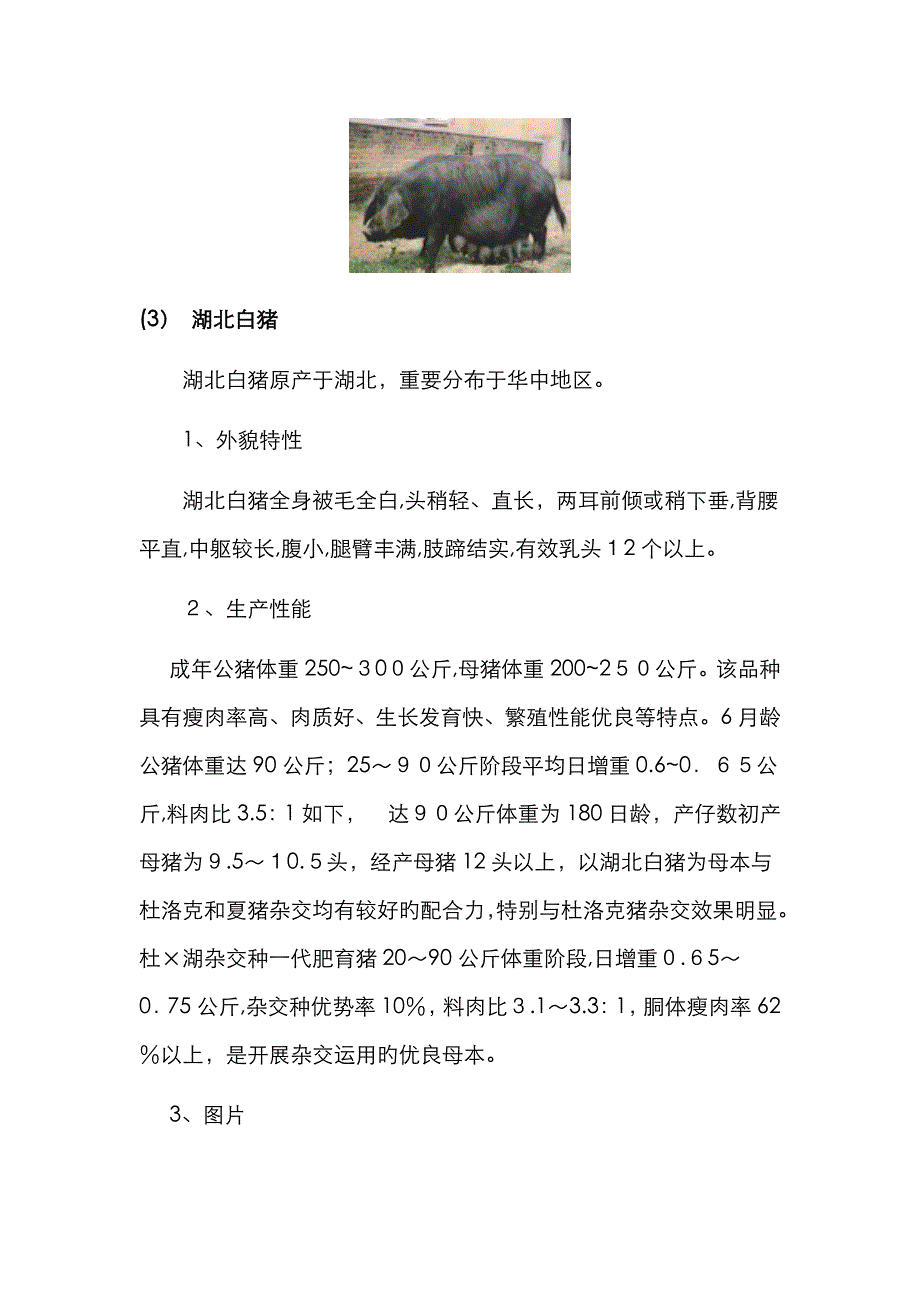 最新中国地方猪品种_第4页