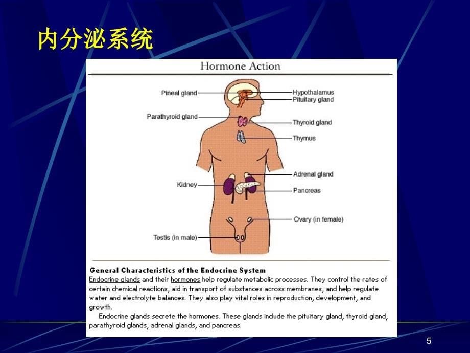 生理学课件：第三十六章 内分泌概论_第5页