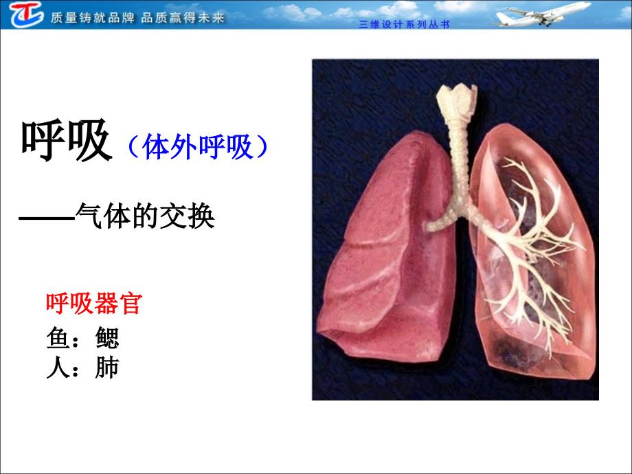 三节细胞呼吸PPT课件_第2页