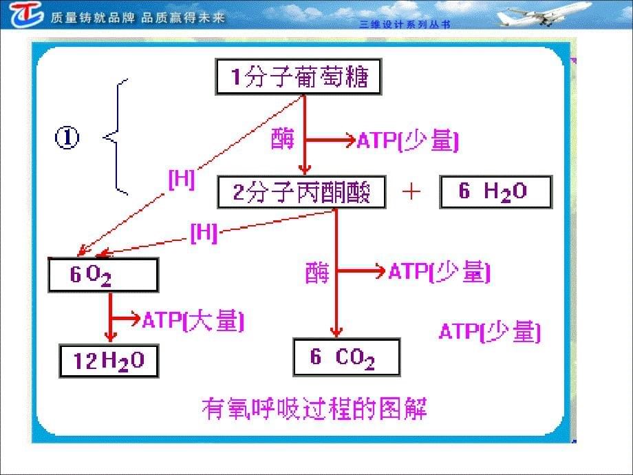 三节细胞呼吸PPT课件_第5页