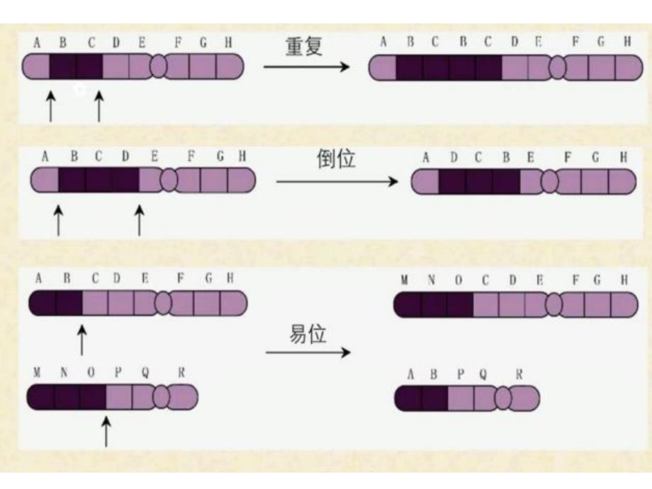 一轮复习染色体变异与育种_第5页