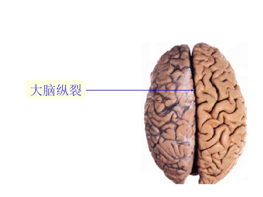 人体解剖学：脑_第3页