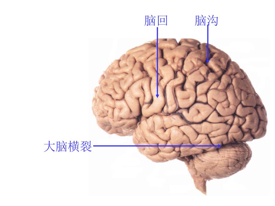 人体解剖学：脑_第4页