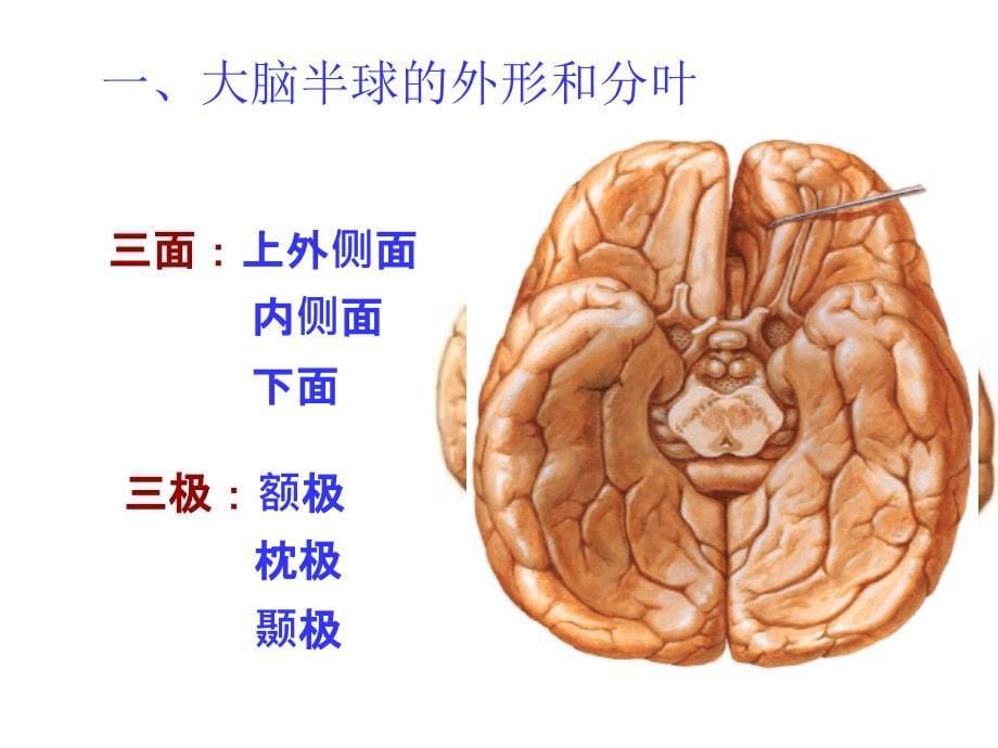 人体解剖学：脑_第5页