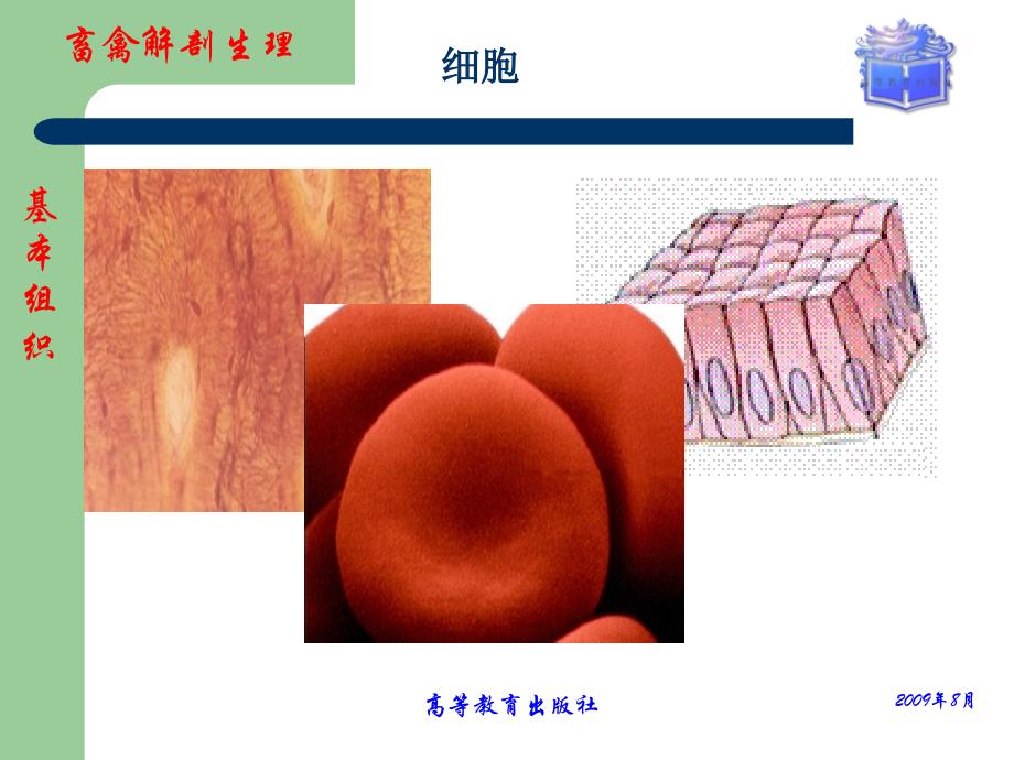 管理学畜禽解剖生理第一章畜禽体的基本构造课件_第2页