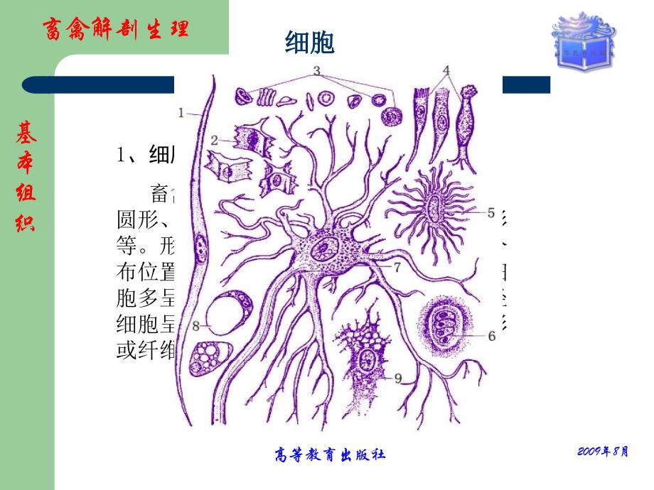 管理学畜禽解剖生理第一章畜禽体的基本构造课件_第3页