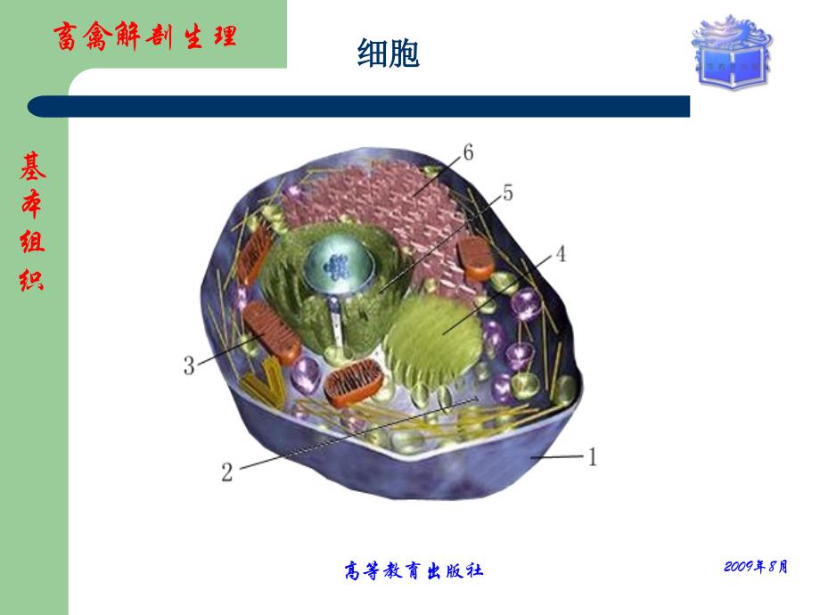 管理学畜禽解剖生理第一章畜禽体的基本构造课件_第4页