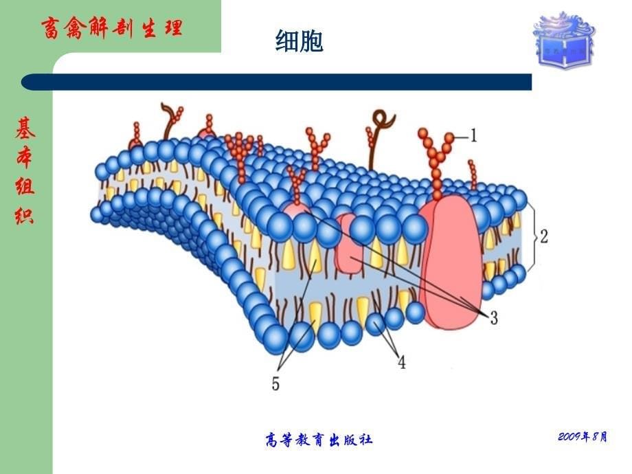 管理学畜禽解剖生理第一章畜禽体的基本构造课件_第5页