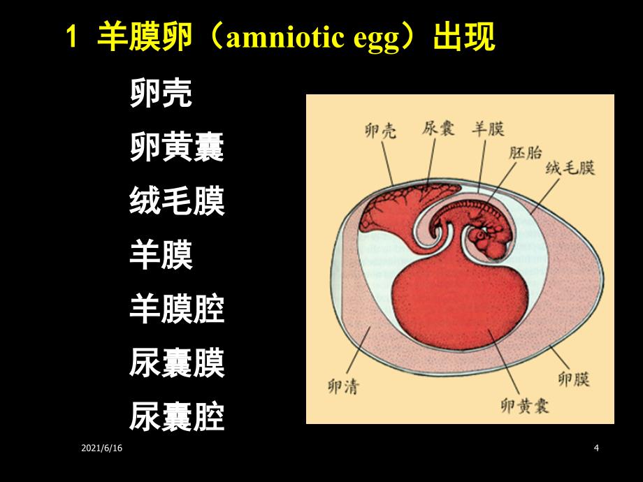 爬行纲PPT课件_第4页