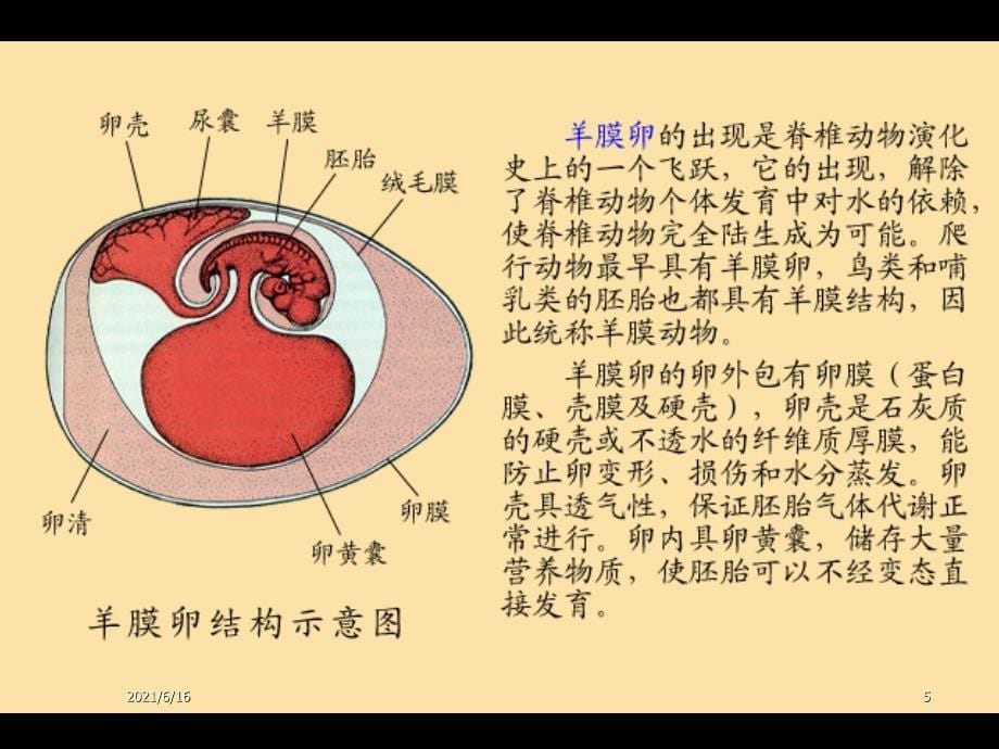 爬行纲PPT课件_第5页