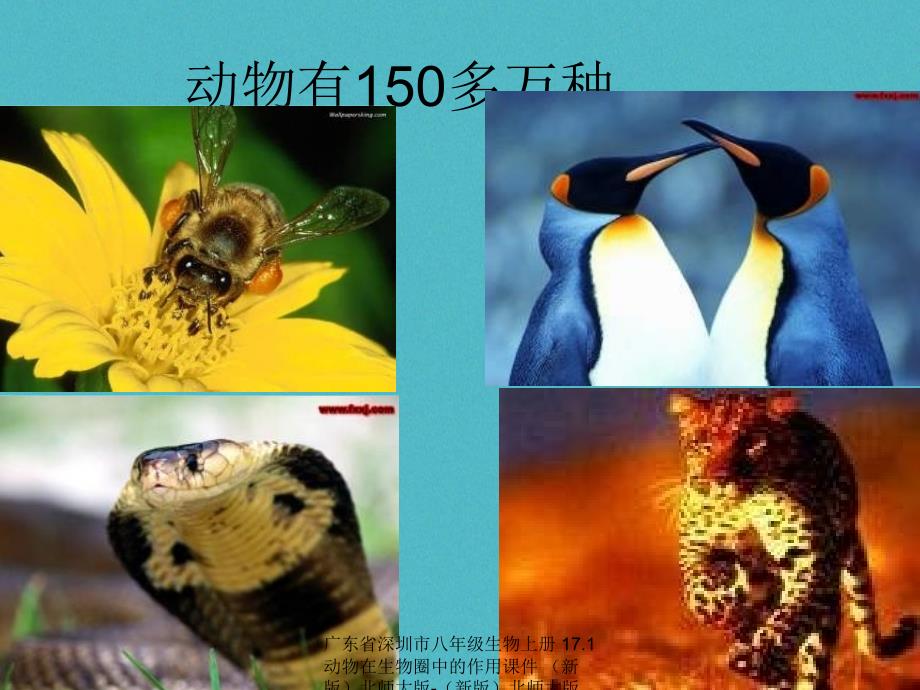 最新广东省深圳市八年级生物上册17.1动物在生物圈中的作用课件新版北师大版新版北师大版初中八年级上册生物课件_第3页