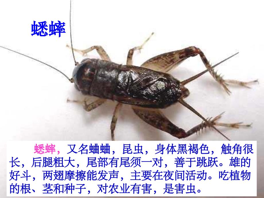 7蟋蟀的住宅 (2)_第1页